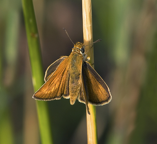 Thymelicus acteon (Hesperiidae)